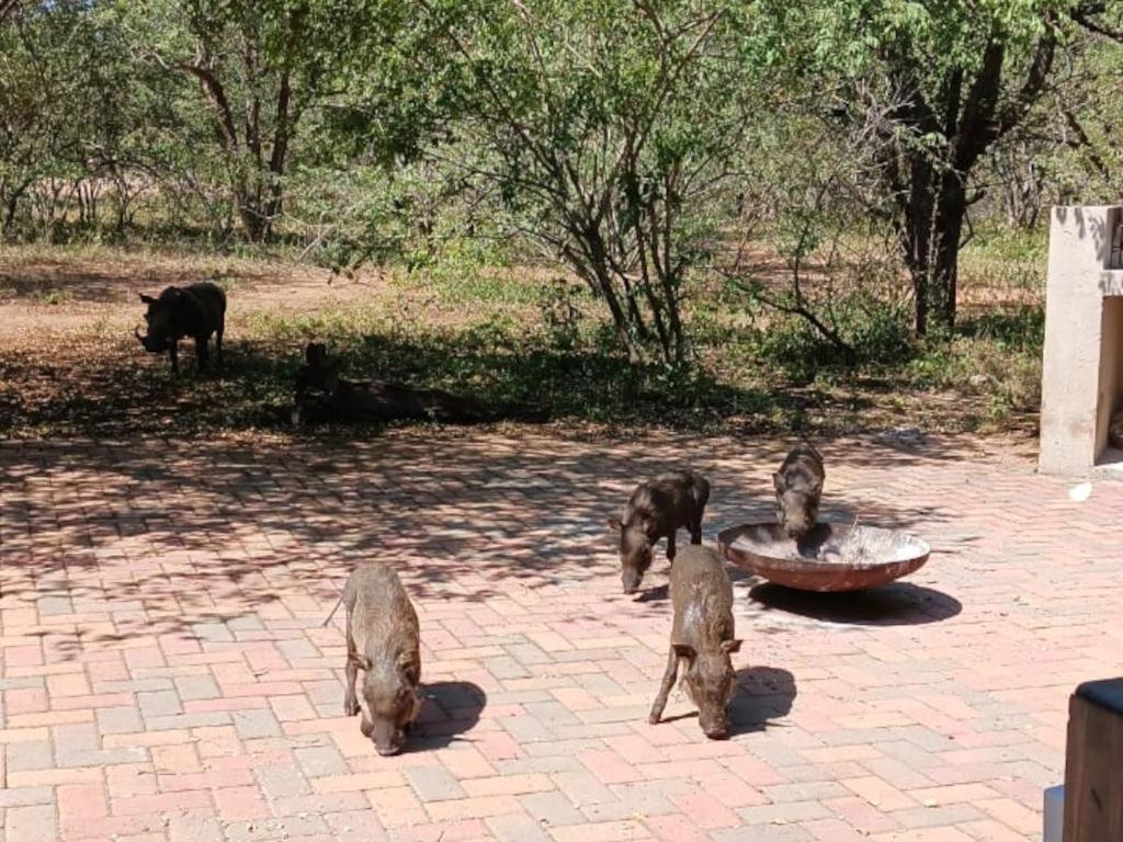 Marloth Cottage Marloth Park Zewnętrze zdjęcie